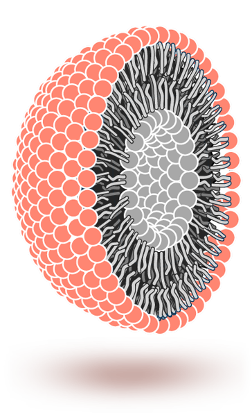 Liposome