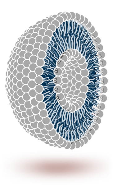 Liposome