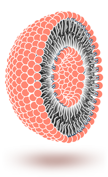 Liposome
