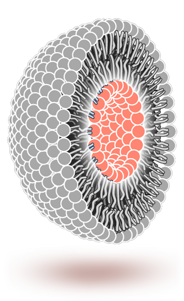 Liposome